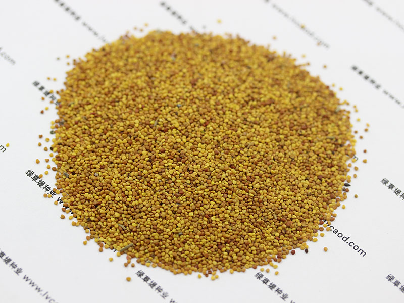 <a href='http://m.gz5835.com/caopingzhongzi/1662.html' target='_blank'>白三葉種子</a>