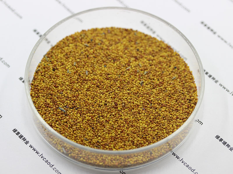 <a href='http://m.gz5835.com/caopingzhongzi/1662.html' target='_blank'>白三葉種子</a>