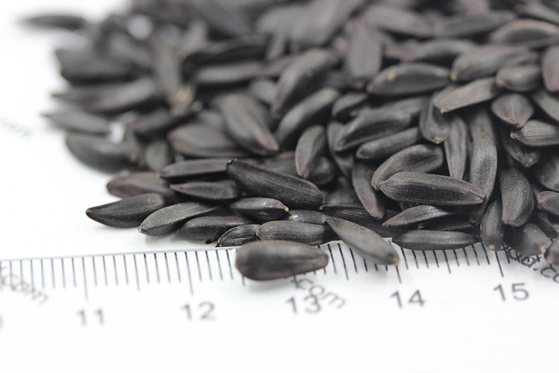 向日葵<a href='http://m.gz5835.com/' target='_blank'>種子</a>