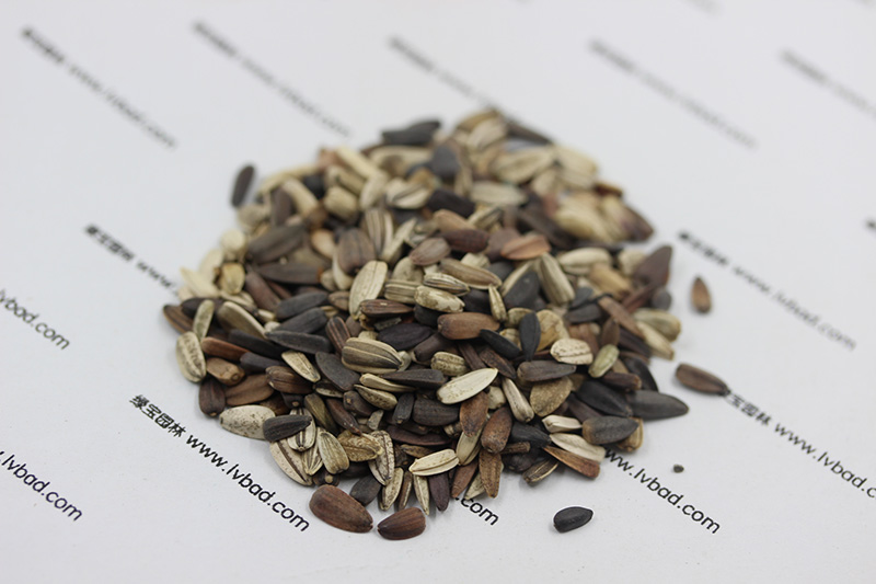 <a href='http://m.gz5835.com/caohuazhongzi/97271.html' target='_blank'>向日葵種子</a>