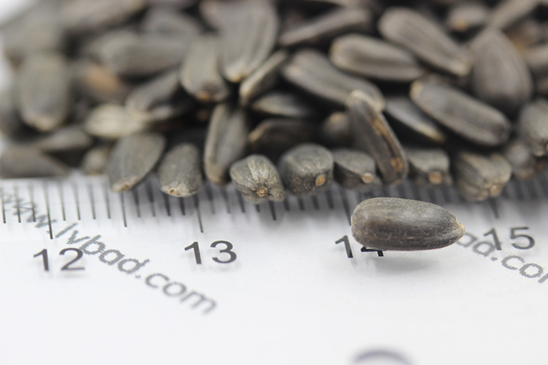 <a href='http://m.gz5835.com/caohuazhongzi/97271.html' target='_blank'>向日葵種子</a>