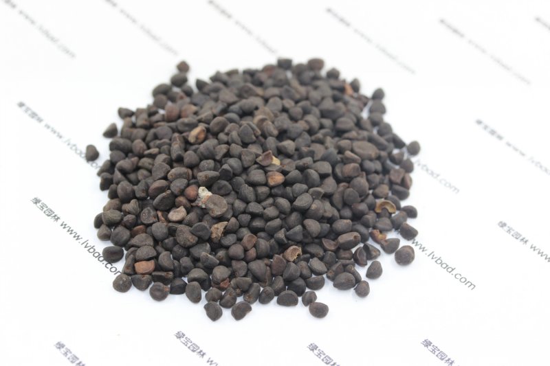 <a href='http://m.gz5835.com/caohuazhongzi/1613.html' target='_blank'>牽?；?/a><a href='http://m.gz5835.com/' target='_blank'>種子</a>