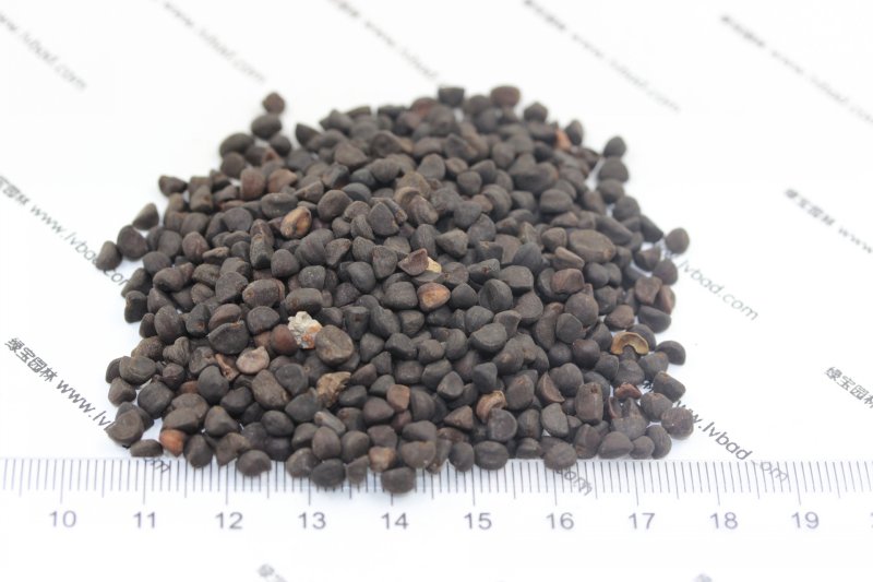 <a href='http://m.gz5835.com/caohuazhongzi/1613.html' target='_blank'>牽牛花種子</a>