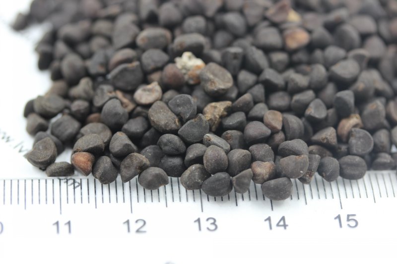 <a href='http://m.gz5835.com/caohuazhongzi/1613.html' target='_blank'>牽?；ǚN子</a>