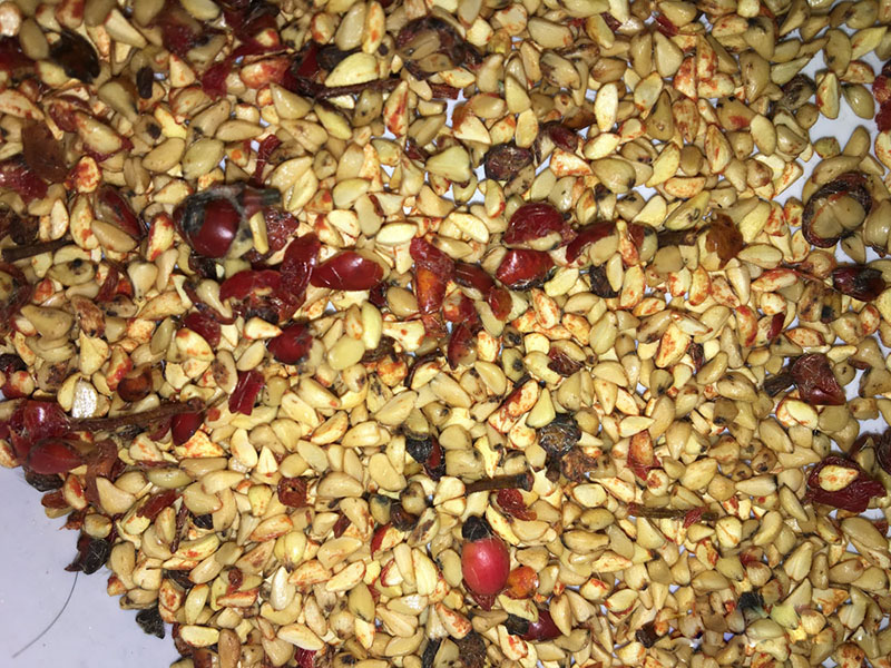 <a href='http://m.gz5835.com/linmuzhongzi/1700.html' target='_blank'>月季花</a><a href='http://m.gz5835.com/' target='_blank'>種子</a>冷積<a href='http://m.gz5835.com/shichangjiage/21353.html' target='_blank'>催芽</a>