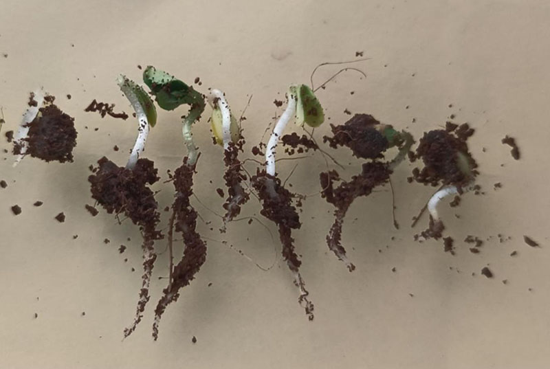 <a href='http://m.gz5835.com/linmuzhongzi/1700.html' target='_blank'>月季花種子</a>發(fā)芽出苗