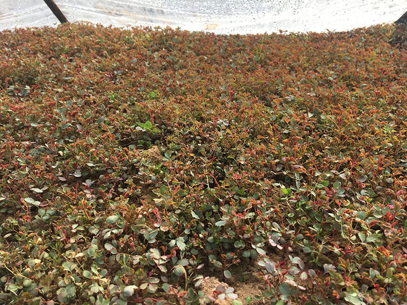 <a href='http://m.gz5835.com/tengbenpanyuanzhiwu/3570.html' target='_blank'>月季</a>花種子發(fā)芽出苗