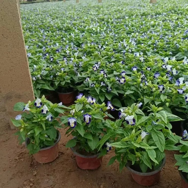 夏堇杯苗容器苗