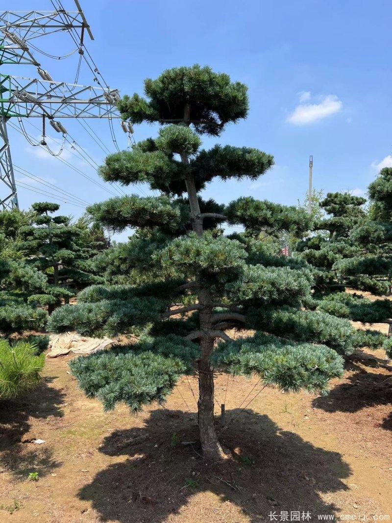 造型<a href='http://m.gz5835.com/linmuzhongzi/1817.html' target='_blank'>五針?biāo)?/a>