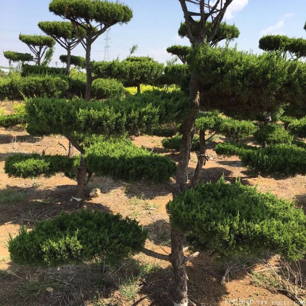 <a href='http://m.gz5835.com/songbailei/3479.html' target='_blank'>龍柏</a>造型樹圖片<a href='http://m.gz5835.com/songbailei/3479.html' target='_blank'>龍柏</a>造型樹基地實(shí)拍