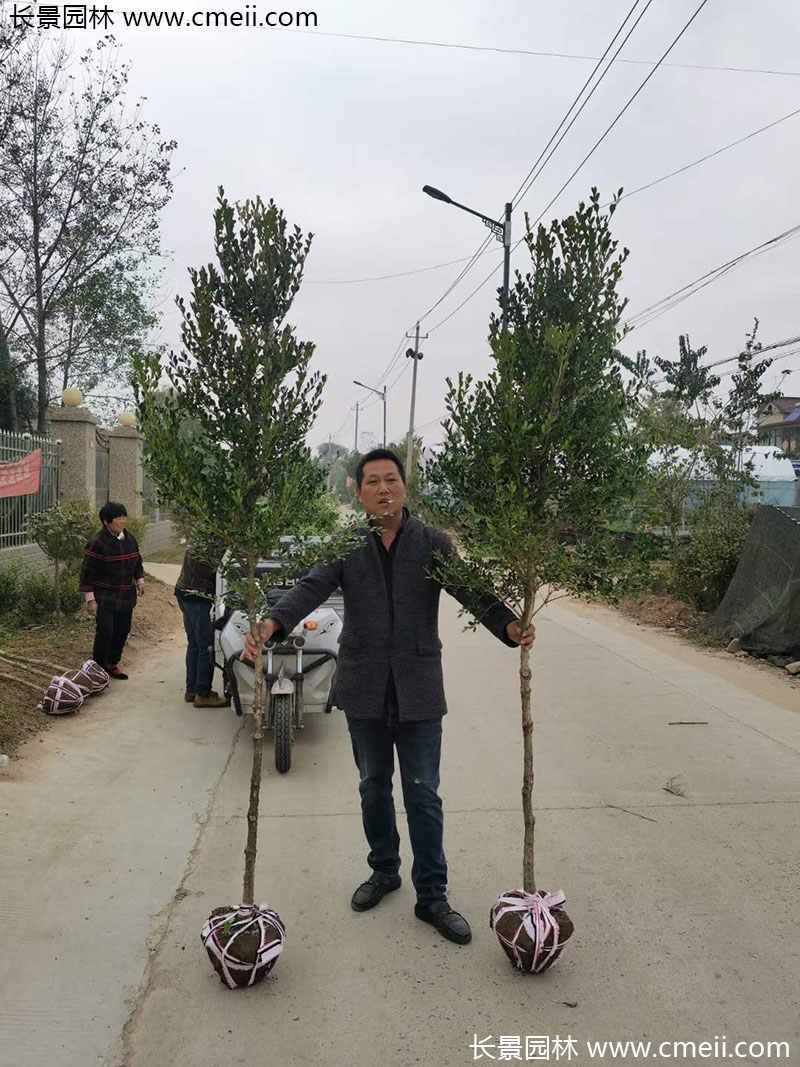 <a href='http://m.gz5835.com/linmuzhongzi/1764.html' target='_blank'>小葉黃楊</a>樹