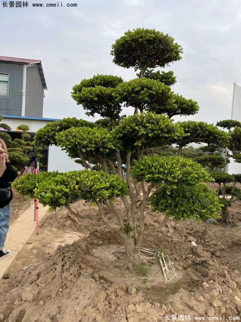 <a href='http://m.gz5835.com/linmuzhongzi/2215.html' target='_blank'>瓜子黃楊</a><a href='http://m.gz5835.com/linmuzhongzi/1764.html' target='_blank'>小葉黃楊</a>造型樹